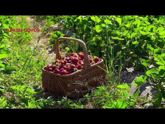 Back to Nature - The Freshest & The Tastiest - Turkish Goods