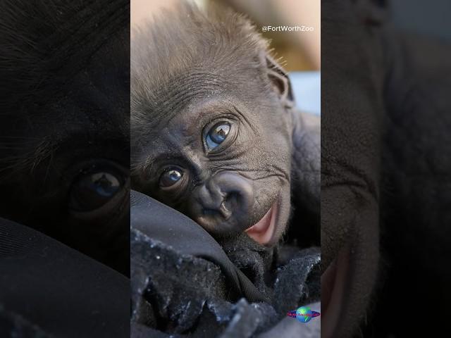 Happy Birthday Jameela! From Special Care to Gorilla Family