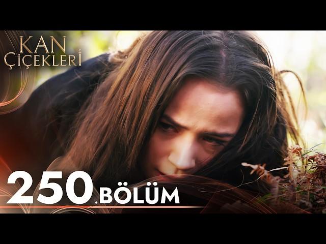 Kan Çiçekleri 250. Bölüm