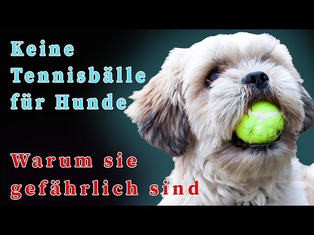 Warum Tennisbälle gefährlich für Hunde sind