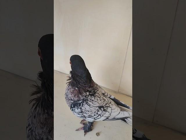 SİYAH BOĞMA HÜNKARİ #pigeon #pigeons #güvercin