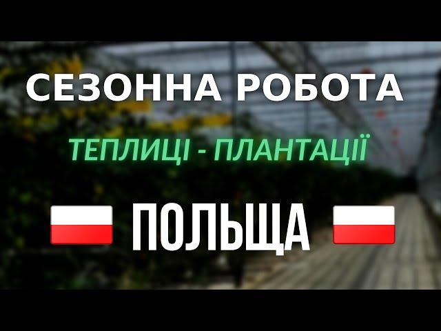 СЕЗОННА РОБОТА В ПОЛЬЩІ | ВІДЕО З МІСЦЯ РОБОТИ | теплиці | саджання салату | монтаж теплиць |