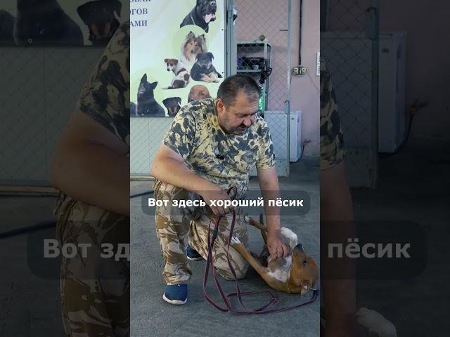 ПЕРВОЕ ПРАВИЛО, когда БЕРЕШЬ ЩЕНКА! Собака КУСАЕТ, потому что... #дрессировкасобаки #дрессировка