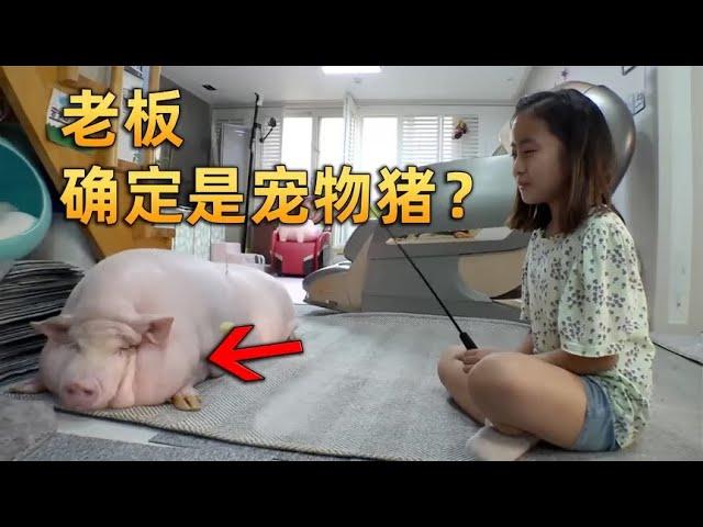 宠物猪被养成二哈，小女孩给它节食减肥，没想到不给吃的就拆家