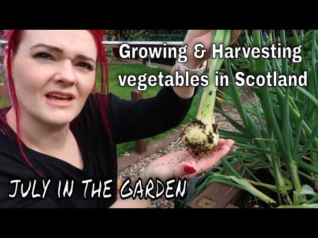 Growing + Harvesting fruit/veg in Scotland / Mid July Garden Update / MoggyBoxCraft