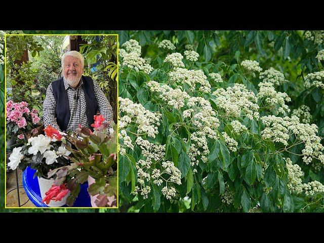 ARBRE À MIEL, L' ARBRE AUX 100 000 FLEURS, IDÉAL POUR UN PETIT JARDIN… Le Quotidien du Jardin N°299