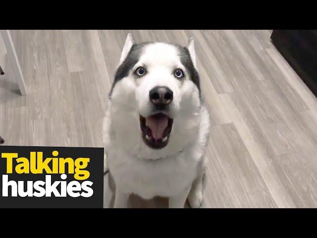 Hilarious Talking Huskies Compilation | Huskies are Awesome