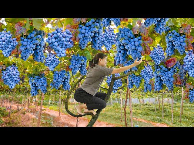 Harvest Sea ​​Grapes | Grape variety from the east coast | Lý Tiểu Luyến