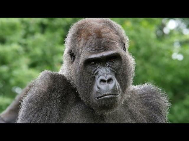  The Eastern Lowland Gorilla: Secrets of Africa's Largest Primate  #Gorilla  #NatureDocumentary