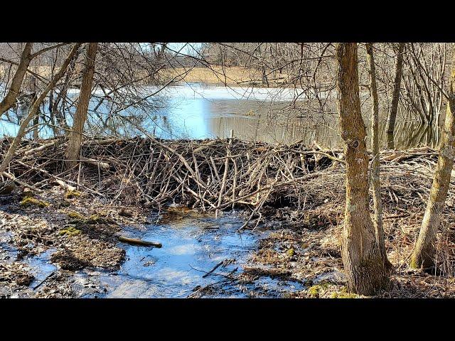 Spring Beaver Trapping Part 4 This Tiny Pond had a HUGE DAM!!