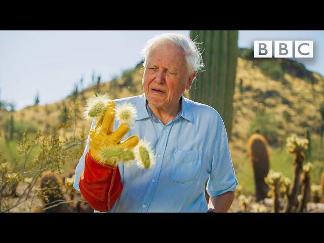 David Attenborough encounters the most DANGEROUS plant in the desert!  The Green Planet BBC