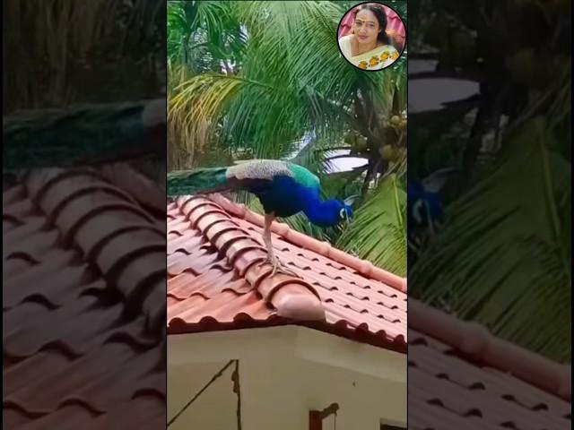 എന്തൊരു ചേലാണ് #anithastastycorner #shortsfeeds #trendingshorts #youtubeshorts #shortvideo