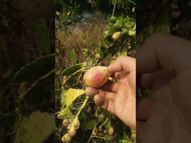 cactus fruit #farming #eating #challenge #fruit #amazing