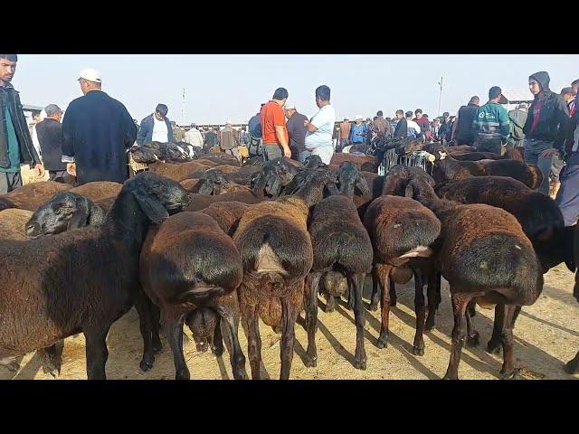 29.09.2024 КУЗИЛАРНИ САРАЛАРИ ЧИКДИ КАРШИ КАРВОН МОЛ БОЗОРИГА