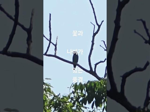 하늘엔 새들이!! 꽃밭엔 꽃들이!! 어린이들의 고운 목소리로 음악이!!
