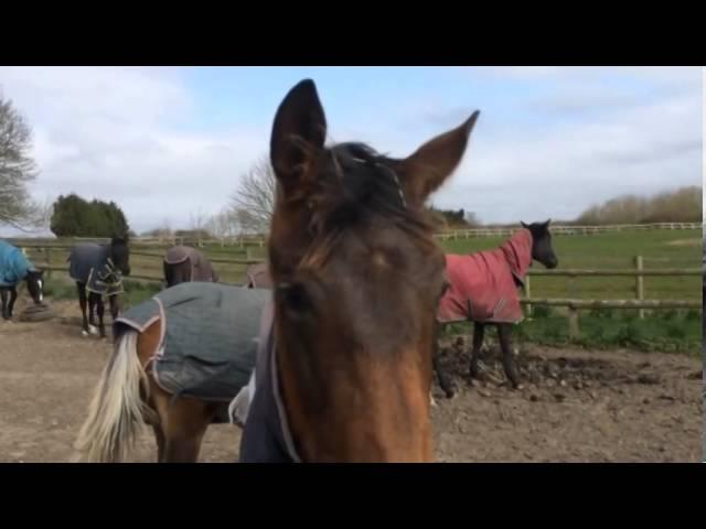 2013's Yearlings having fun chasing Katy Holder-Vale @ Witcham House Farm.