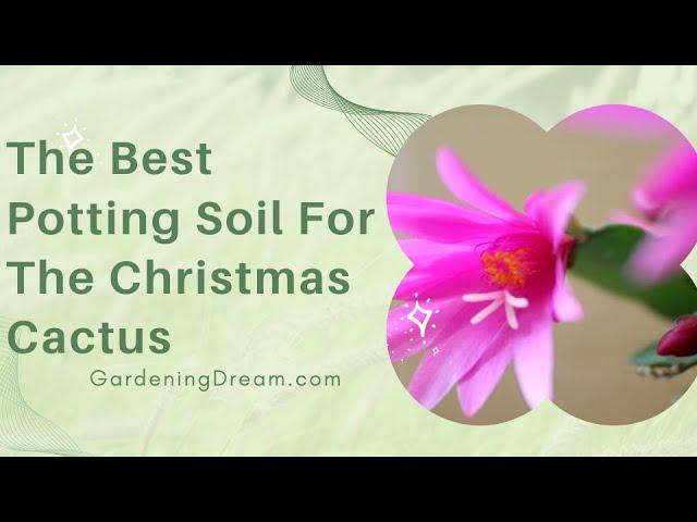 The Best Potting Soil For The Christmas Cactus