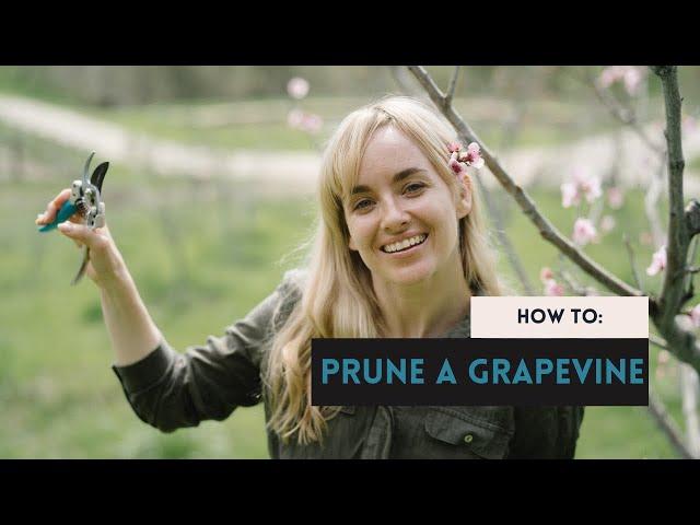 How to Prune a Grapevine to Produce More Fruit