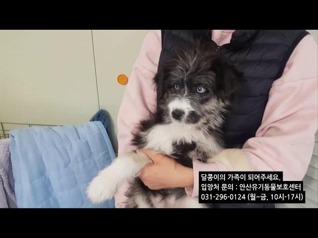 서울에서 입양 보낸지 한달만에 다시 대구에 버려진 5개월 강아지 달콩이