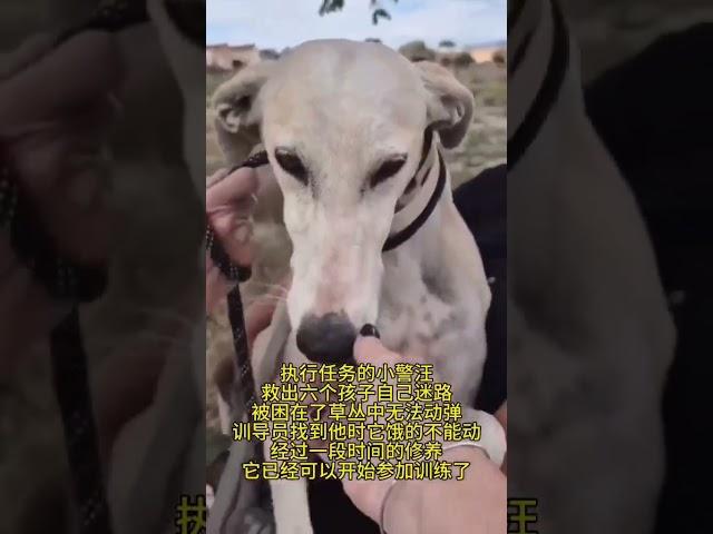 救出六个孩子的小警汪，自己被困无法动弹，性好训导员最后找到他，经过一段时间的修养，已经开始训练了#警汪的忠诚感动了无数人 #警汪 #警犬训导员 #警犬