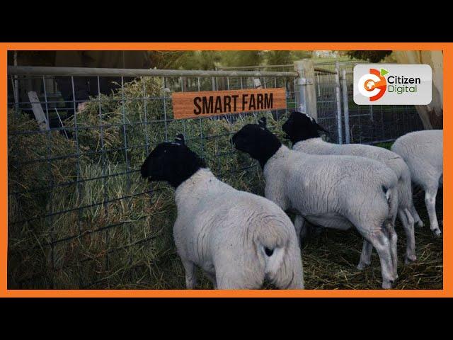 Smart Farm | Farmer in Baringo rearing dorper sheep