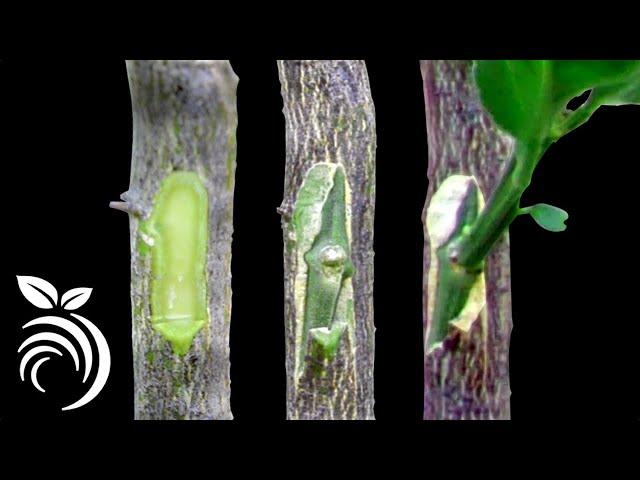 Grafting Citrus Trees - Bud Grafting Successfully