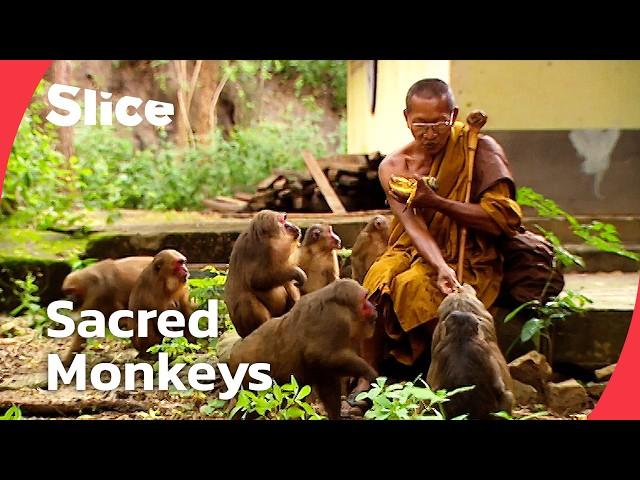 The Sacred Ape: Exploring Humanity's Deep Connection with Monkeys | SLICE | FULL DOCUMENTARY