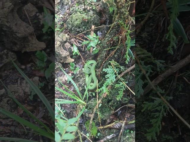 Pit Viper #When you encounter Pit Viper Snake while camping #hiking