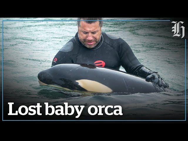 Rescuers try to reunite stranded baby orca with pod | nzherald.co.nz