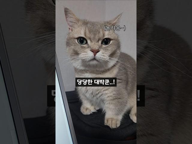 집사의 작업을 방해하는 대박이 #cat #shorts