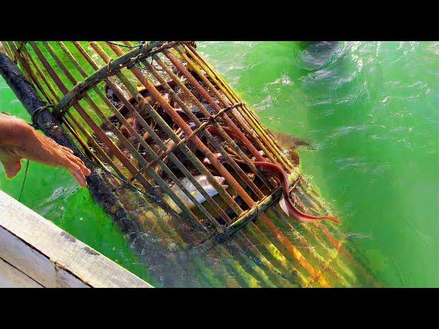 Amazing Fishing | Easy way to trap fish | Fish trap homemade