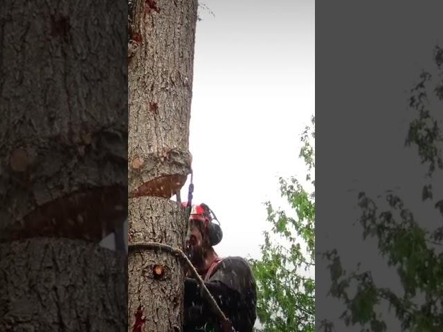 Chainsaw accident. Always double check #fail #dangerous #pain #chainsaw #climbing