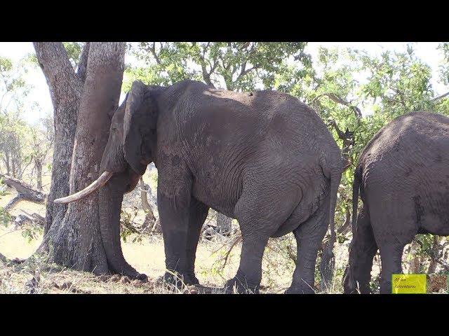 Watch HOW Elephants Sleep