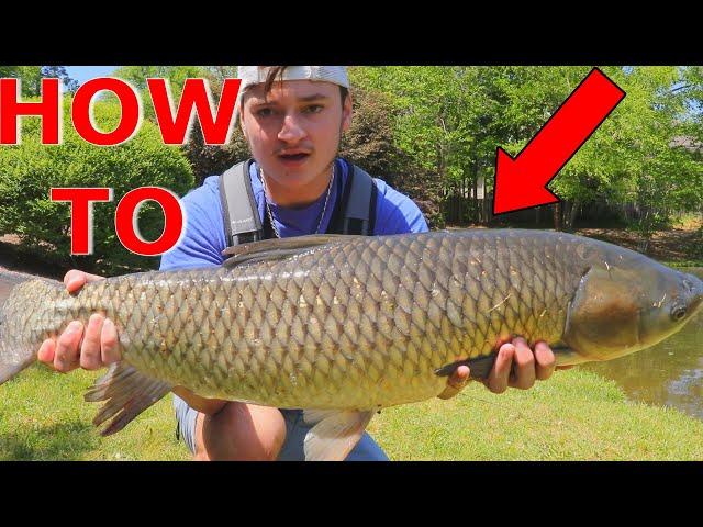 *BEST METHOD* HOW TO CATCH BIG GRASS CARP IN PONDS- Bank Fishing