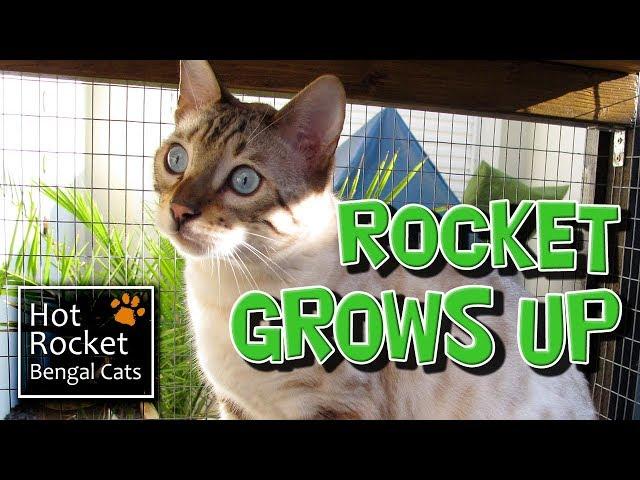 Snow Bengal cat Rocket becomes an adult & wears his cat harness