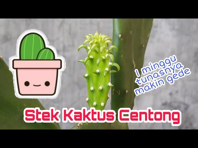 Memperbanyak kaktus centong di pot dengan cara stek batang - KEBUNCILIK