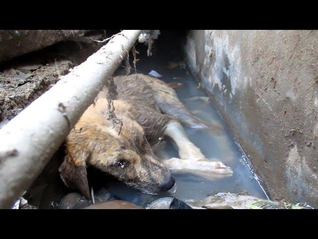 Puppy with head injury dying in gutter rescued.