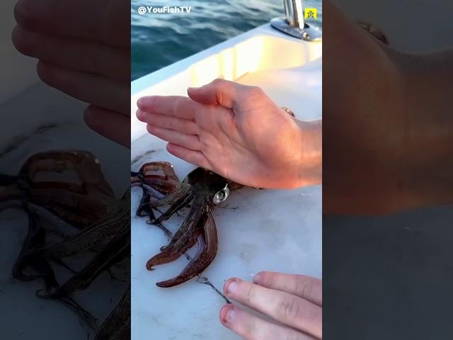 Unique Facts about Squid #shorts