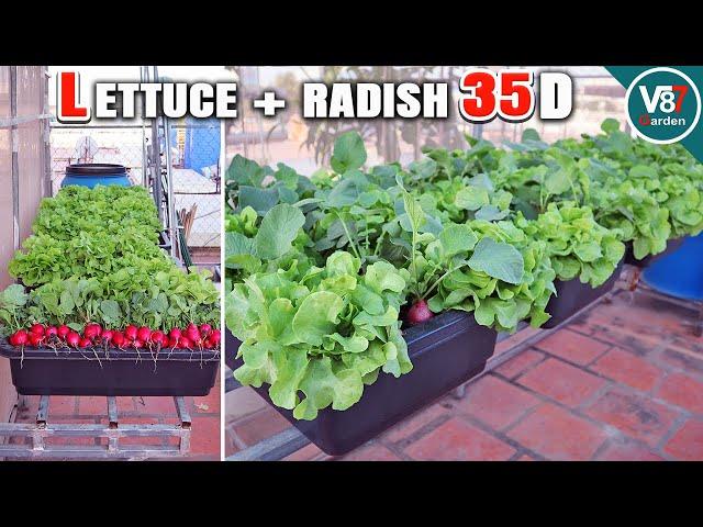 Grow Lettuce and Radish Together in the Same Container: Easy Gardening Tips