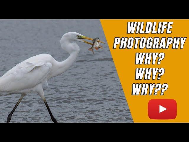 WILDLIFE AND NATURE PHOTOGRAPHY | Why do we do it! Why Why WHY!!!