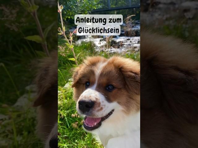 ELO TOLKIEN | Anleitung zum Glücklichsein #welpenliebe #puppielove #happiness