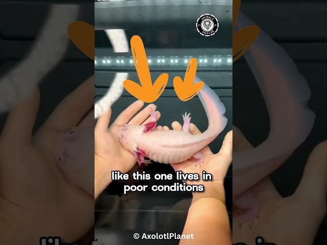 What a MORPHED Axolotl looks like!  #axolotl