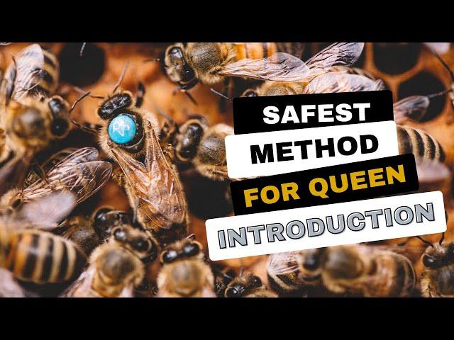 The Safest Method To Add Queens - How to Replace a Queen - How to Introduce Queen Bees