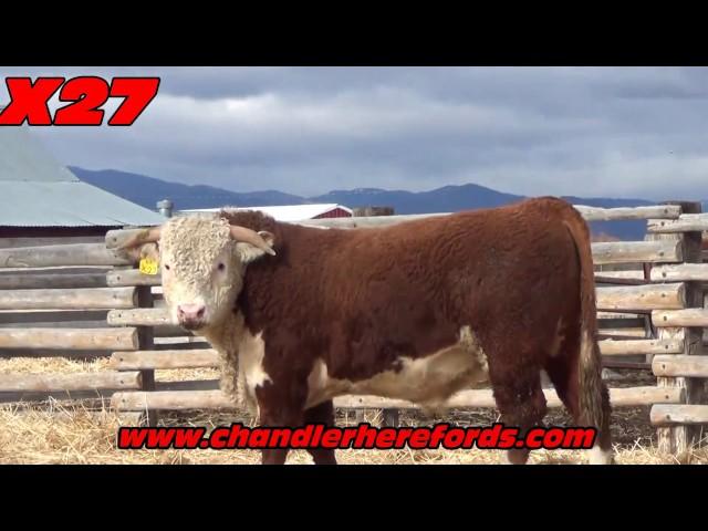 2017 Private Treaty Chandler Hereford bulls for sale 2