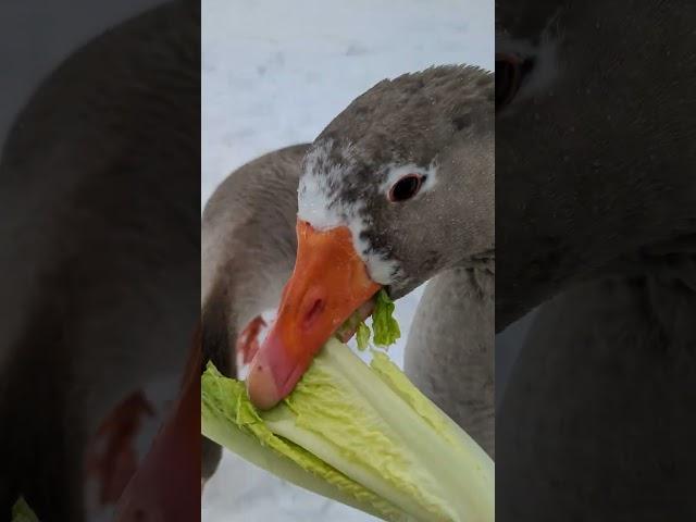 Betty the Pilgrim Goose