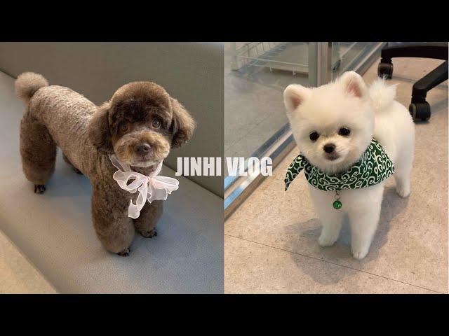 [VLOG] 쓸개에 혹이? 부산대학병원 방문 | 동물병원 애견미용사 일상 | 에어팟 리콜 | 이기대해안산책로 | 일주일 브이로그 | 진히 일상 브이로그