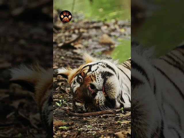 Tiger Attack Story #discoverwildpaws #shorts