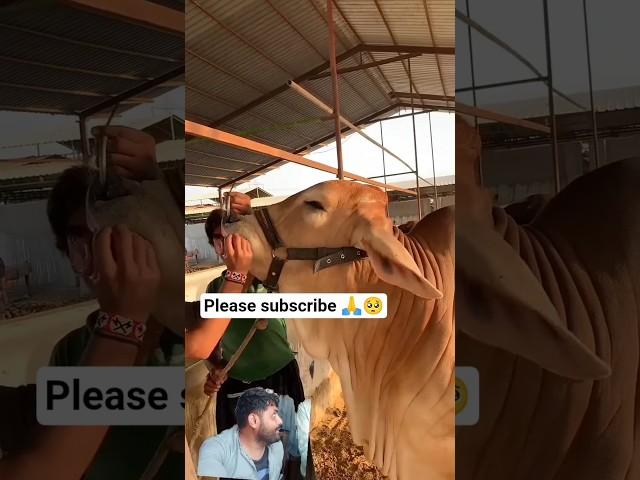 abduvlog Abdullah Mini vlog #cow #balaghal