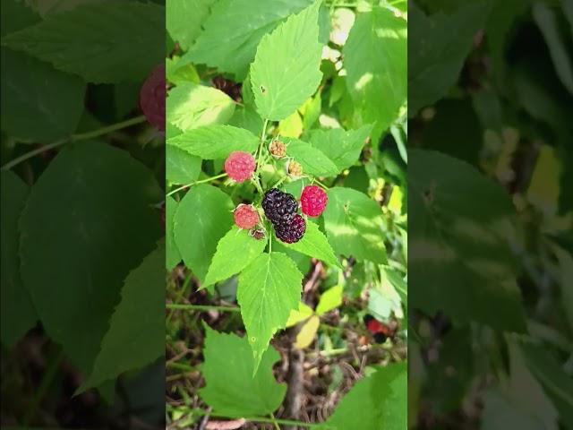 Wild raspberries along the trail #nature #hike