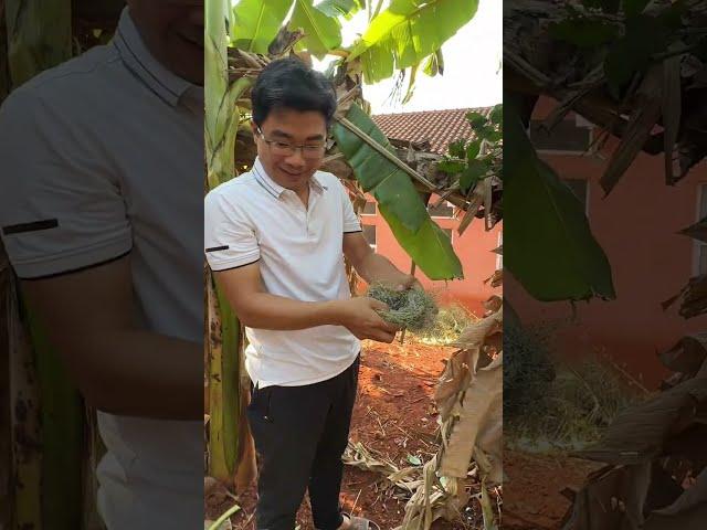 Cuộc Sống ra vườn là có ăn ở Angola|| 2Q VLogs Cuộc SỐng Châu Phi